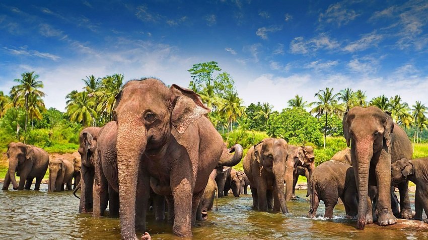 Пинавелла – приют для слонов